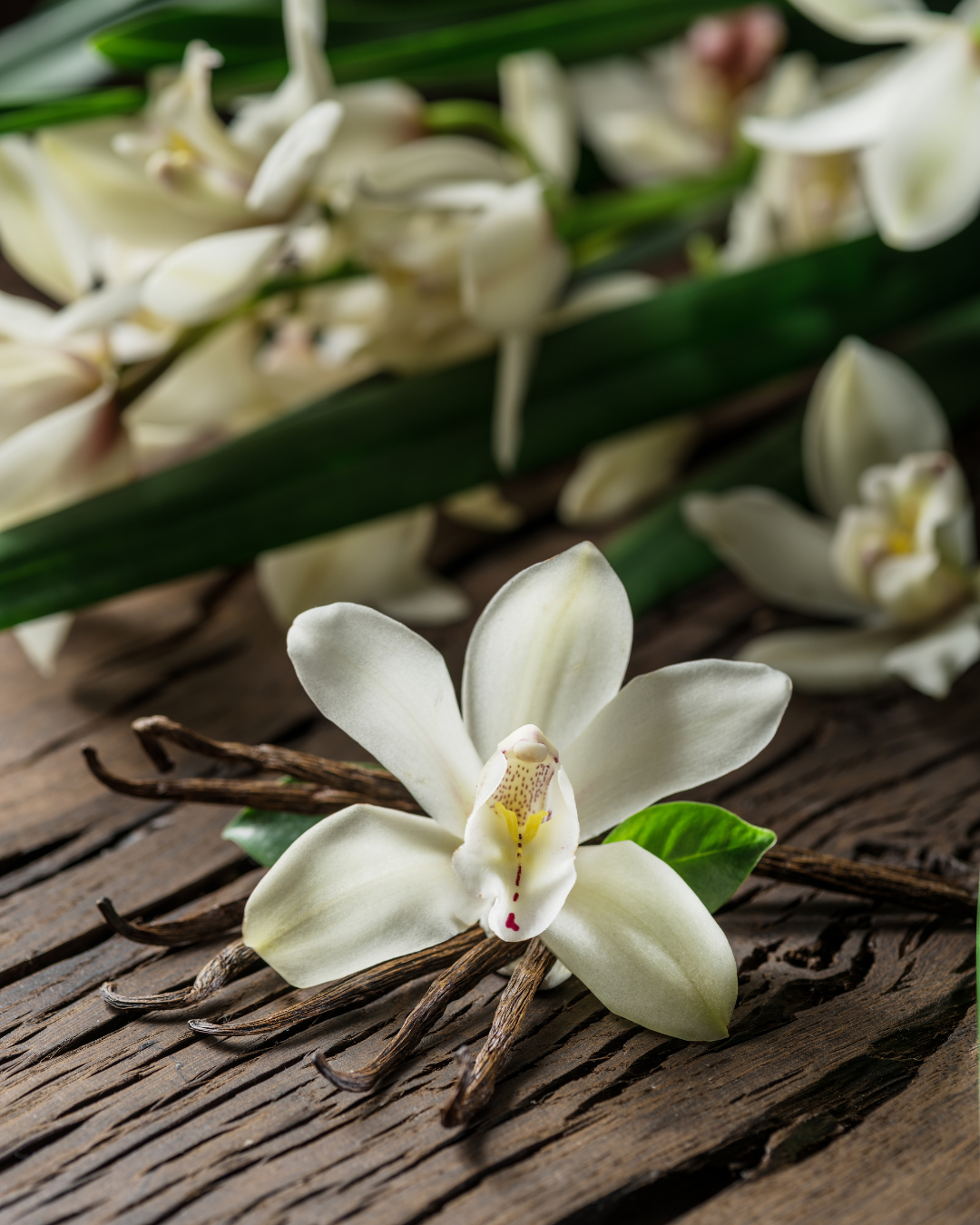Vanilla: an olfactory treasure with many facets