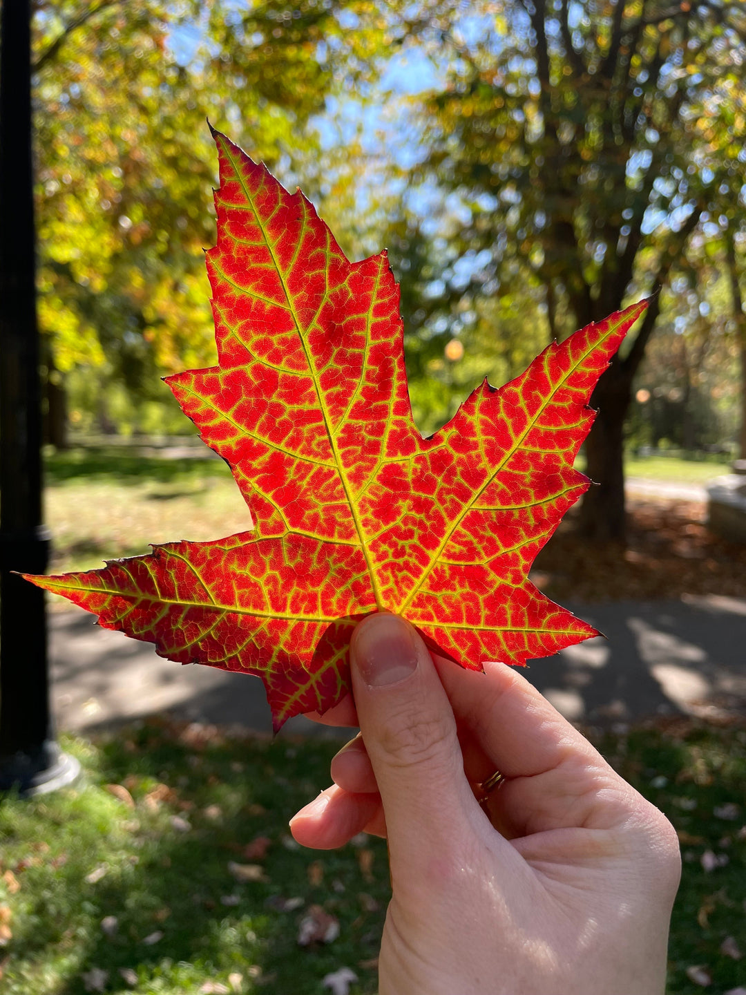 The scents of Quebec